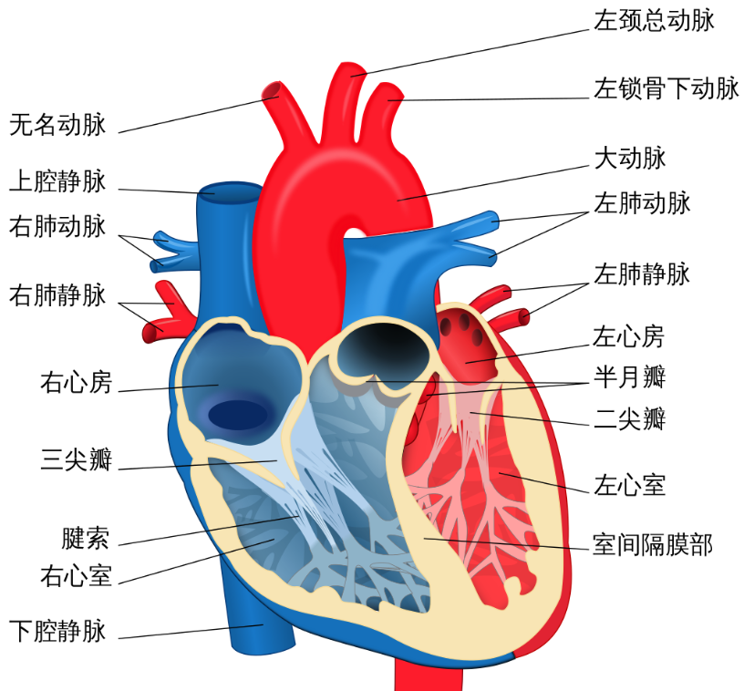采集血浆改善心脏健康